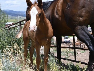 Barrel Horse Prospect
