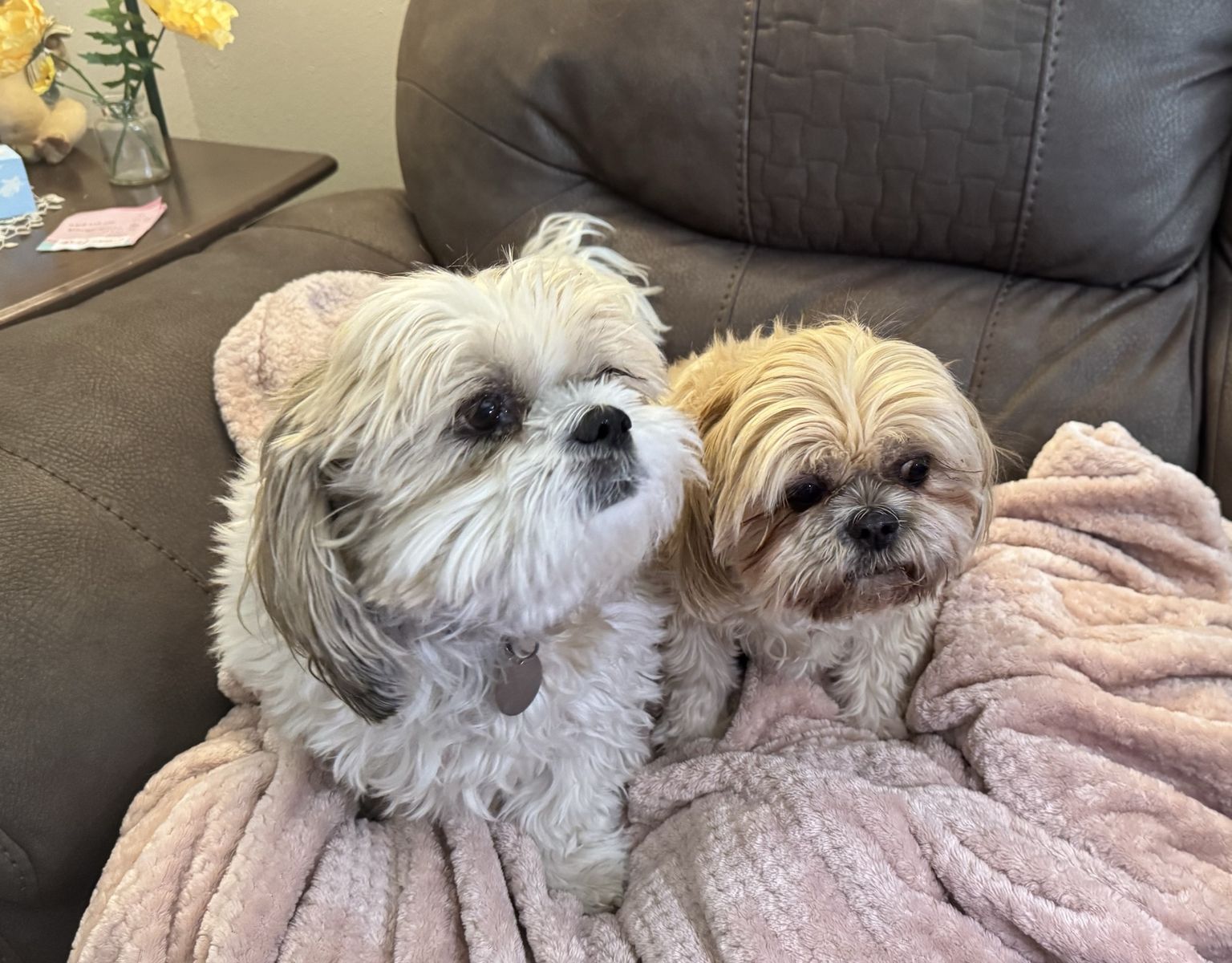 2 Shih Tzu Dogs