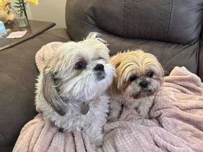 2 Shih Tzu Dogs