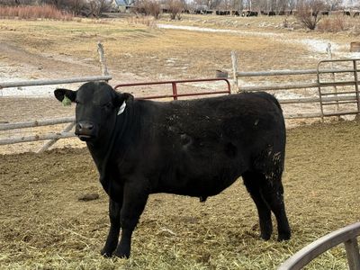 Bulls, PAP Tested Registered Angus