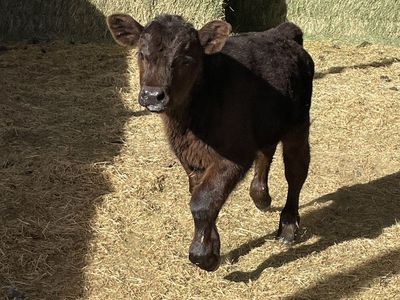 Semi/angus Calf