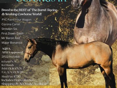 $750 introduction fee AQHA buckskin stud(running,cow bred) 16.1 hands