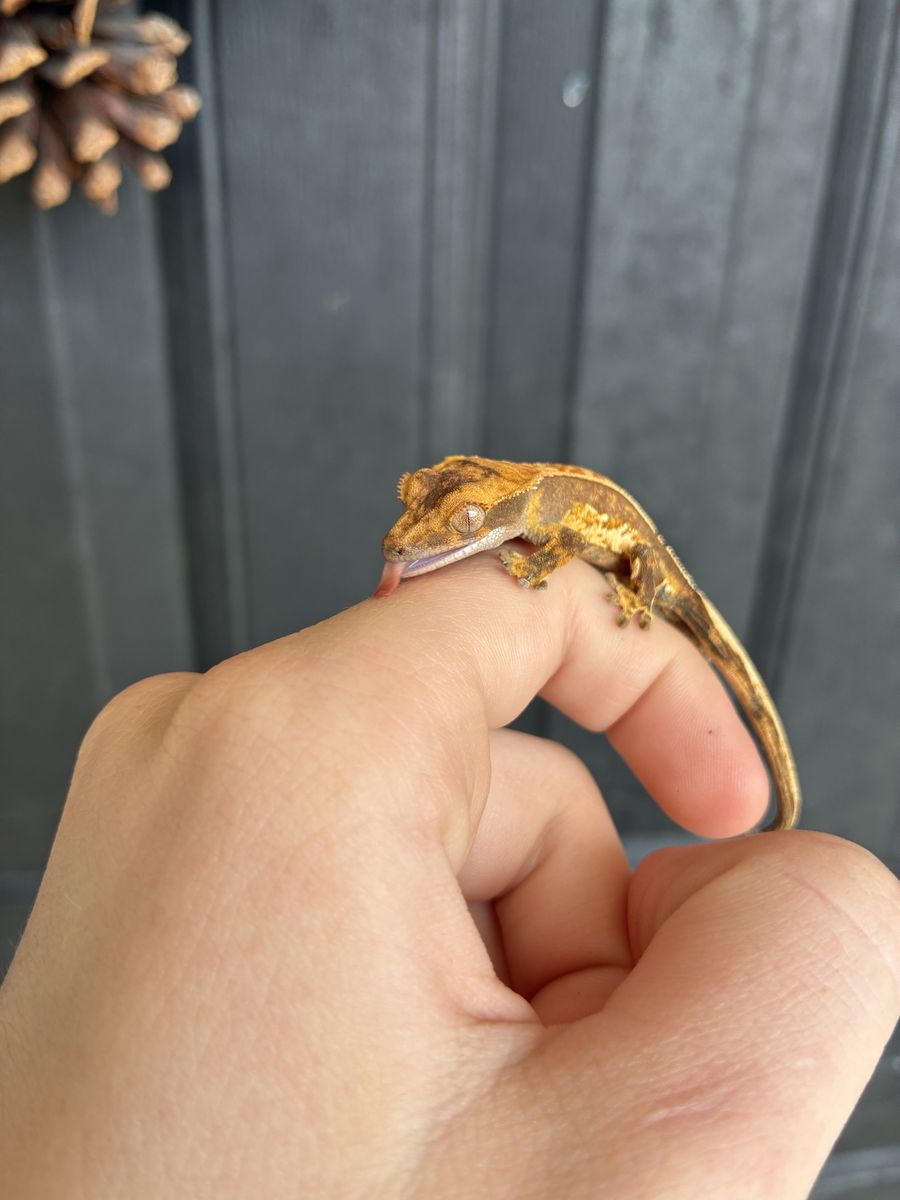 Beautiful pos soft scale crested gecko baby