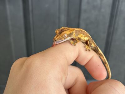 Beautiful pos soft scale crested gecko baby
