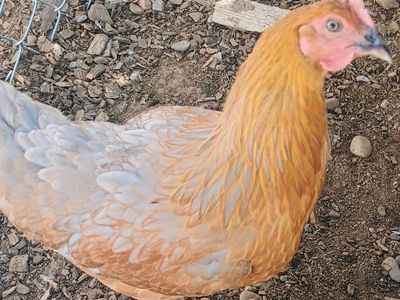 PRODUCTION BLUE Hen Chickens 4 months old for Sale