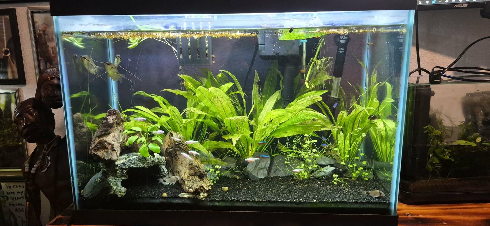20 Gallon Aquarium Full Setup