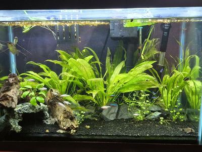 20 Gallon Aquarium Full Setup