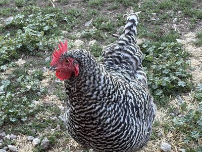 Chickens
