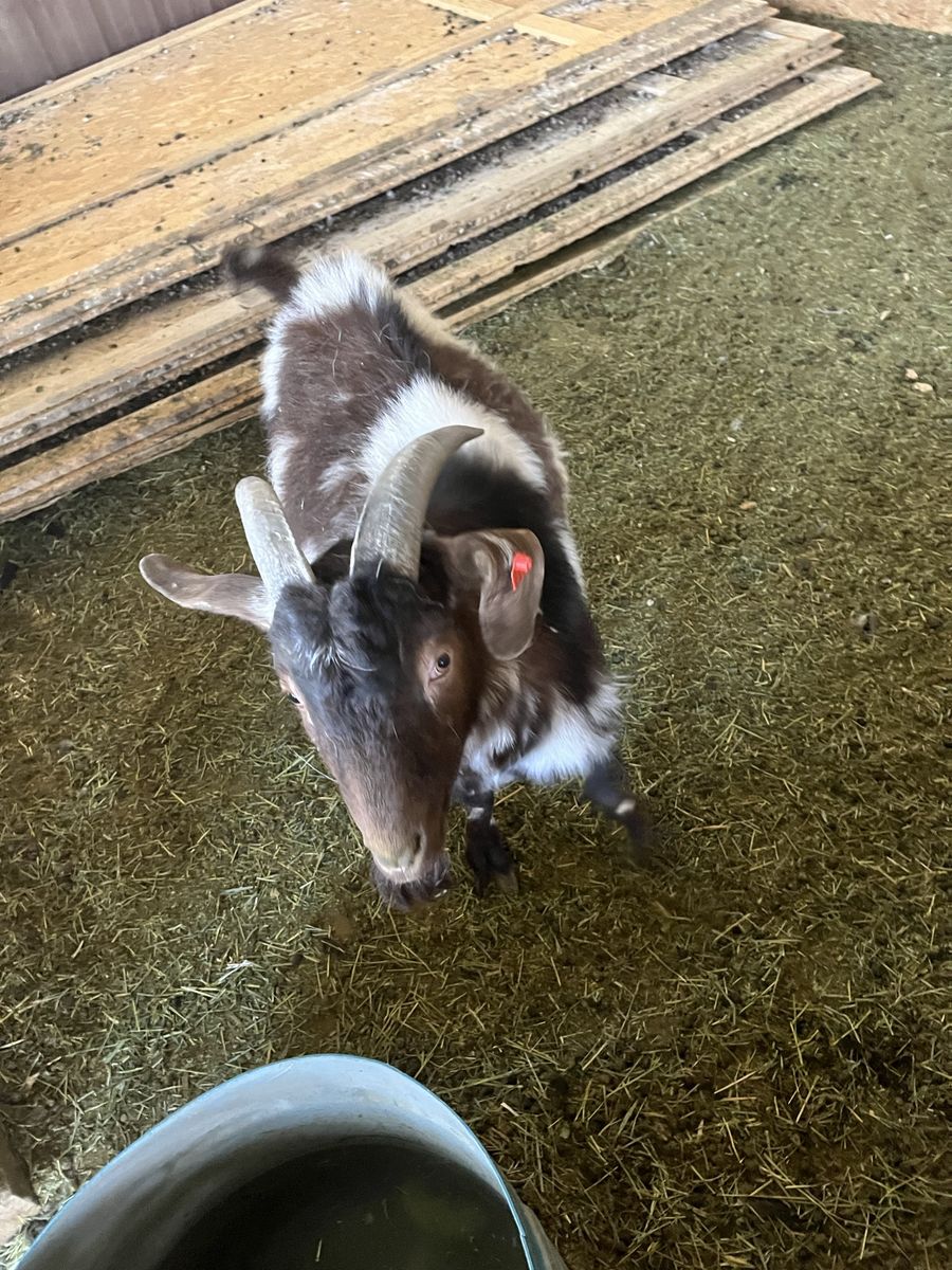 Boer goats male and female