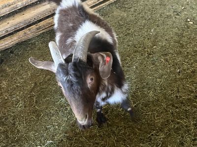 Boer goats male and female