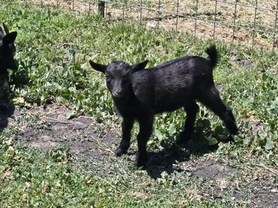 Nigerian Dwarf Goats - Various Ages & Colors - Healthy Livestock for Sale