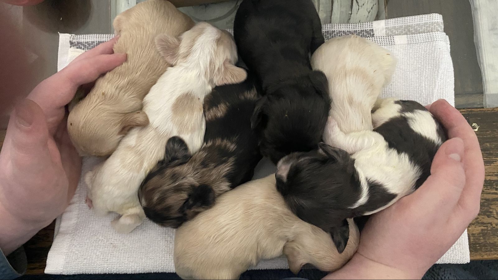 AKC COCKER SPANIEL PUPPIES