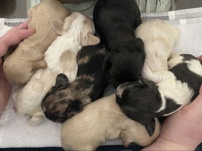 AKC COCKER SPANIEL PUPPIES