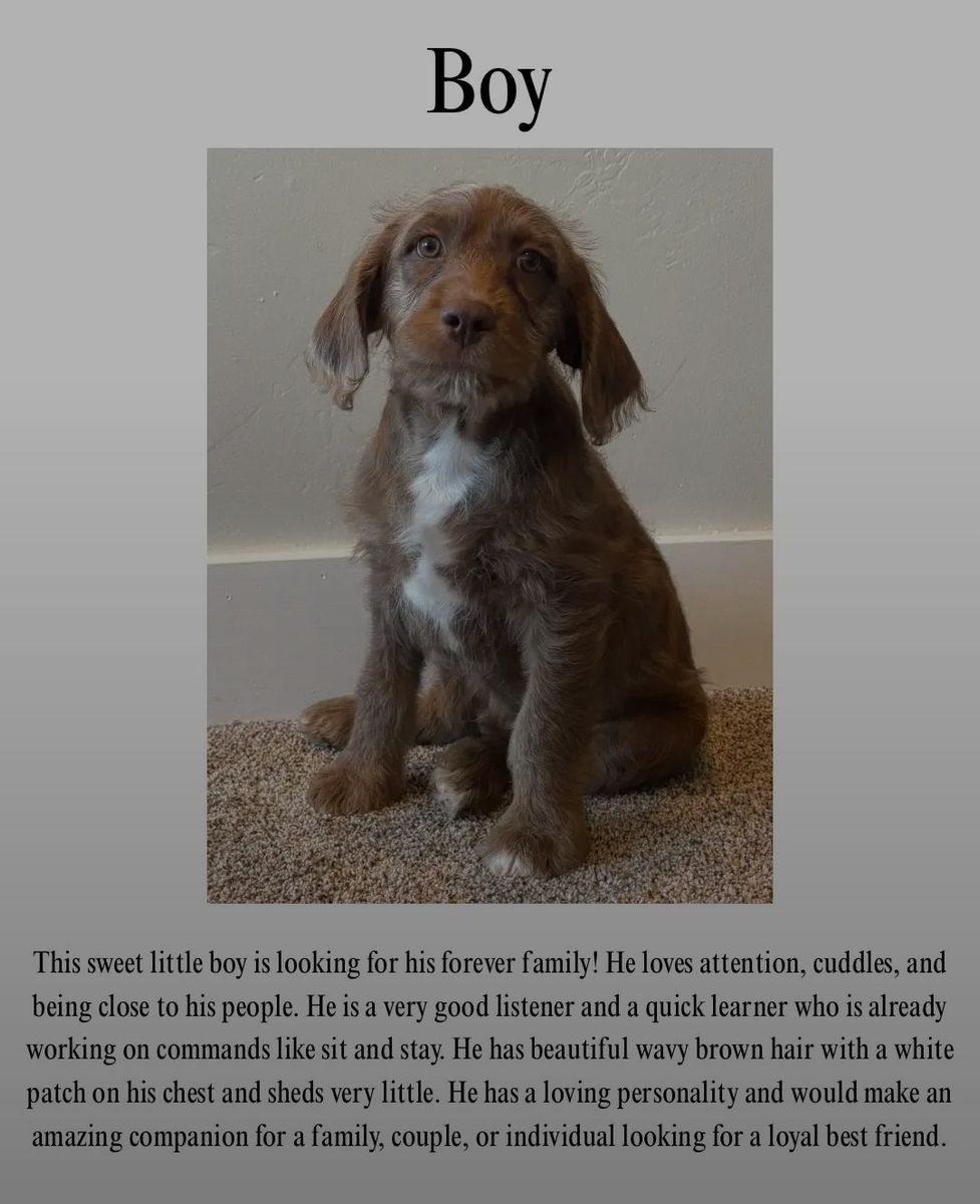 Puppies for Sale