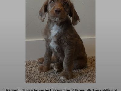 Puppies for Sale