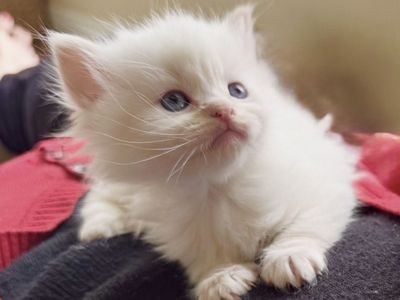 Gorgeous Ragdoll TINY/SWEET kittens--stay small! Also LESS Allergic/Shed LESS! DOGLIKE playful/loyal personality--do tricks!