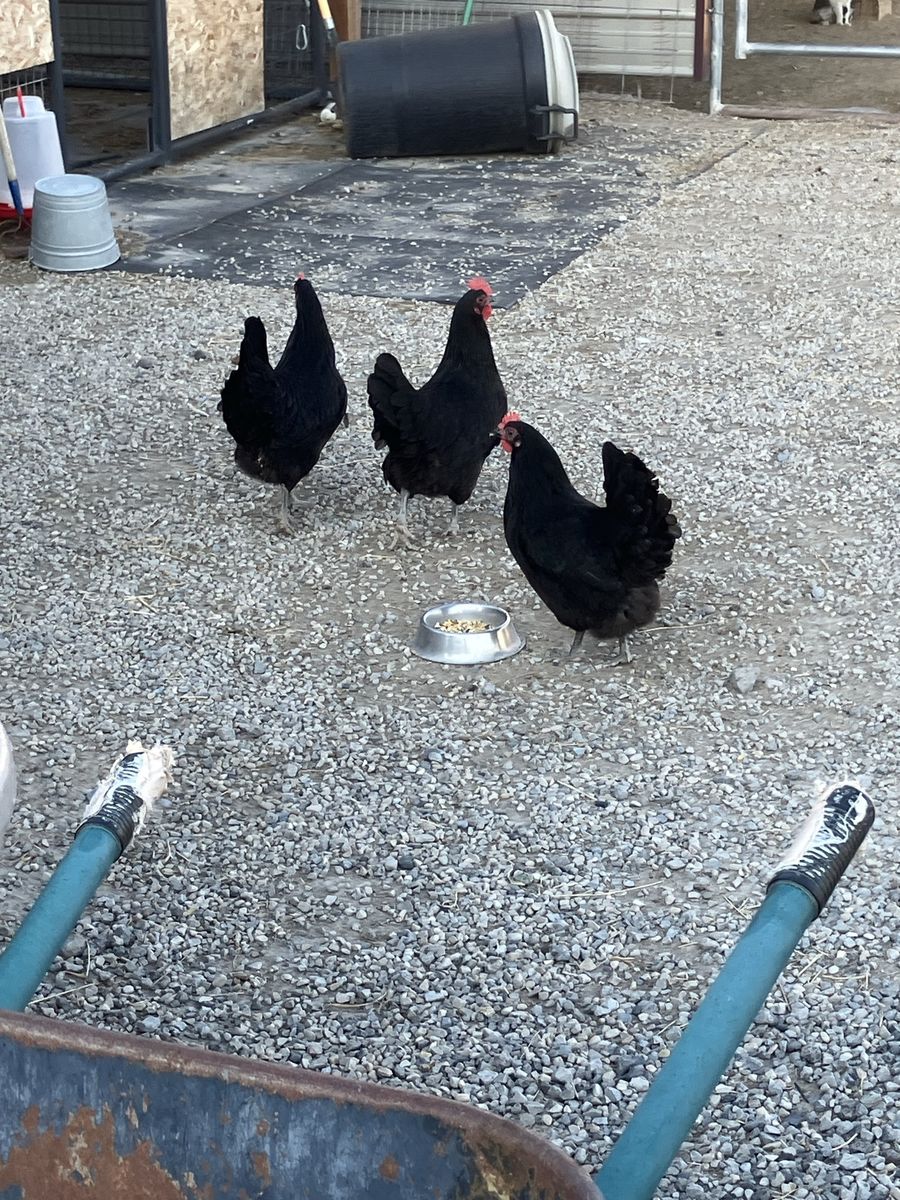Black Australorp Laying Hens -