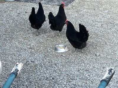 Black Australorp Laying Hens -