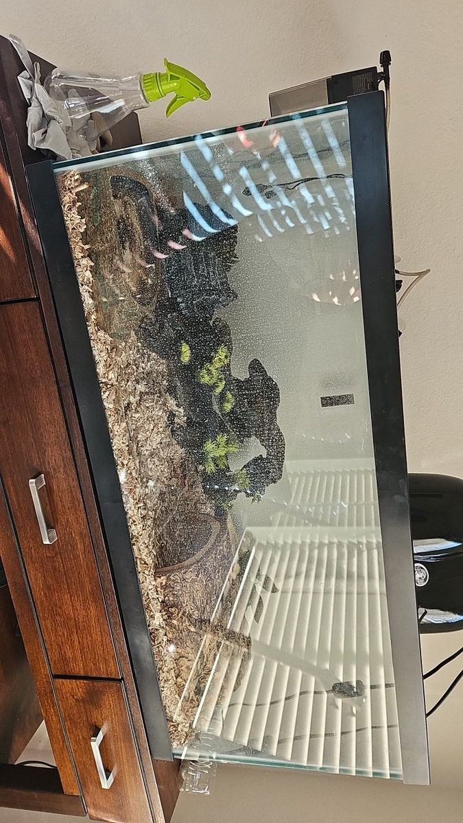 Ball Python Banana Pastel and Extras