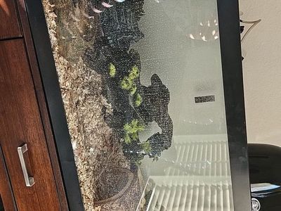 Ball Python Banana Pastel and Extras
