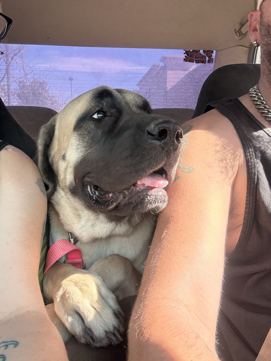 Mastiff Dog - Friendly Giant, Tan with Black Mask