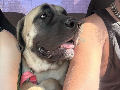 Mastiff Dog - Friendly Giant, Tan with Black Mask