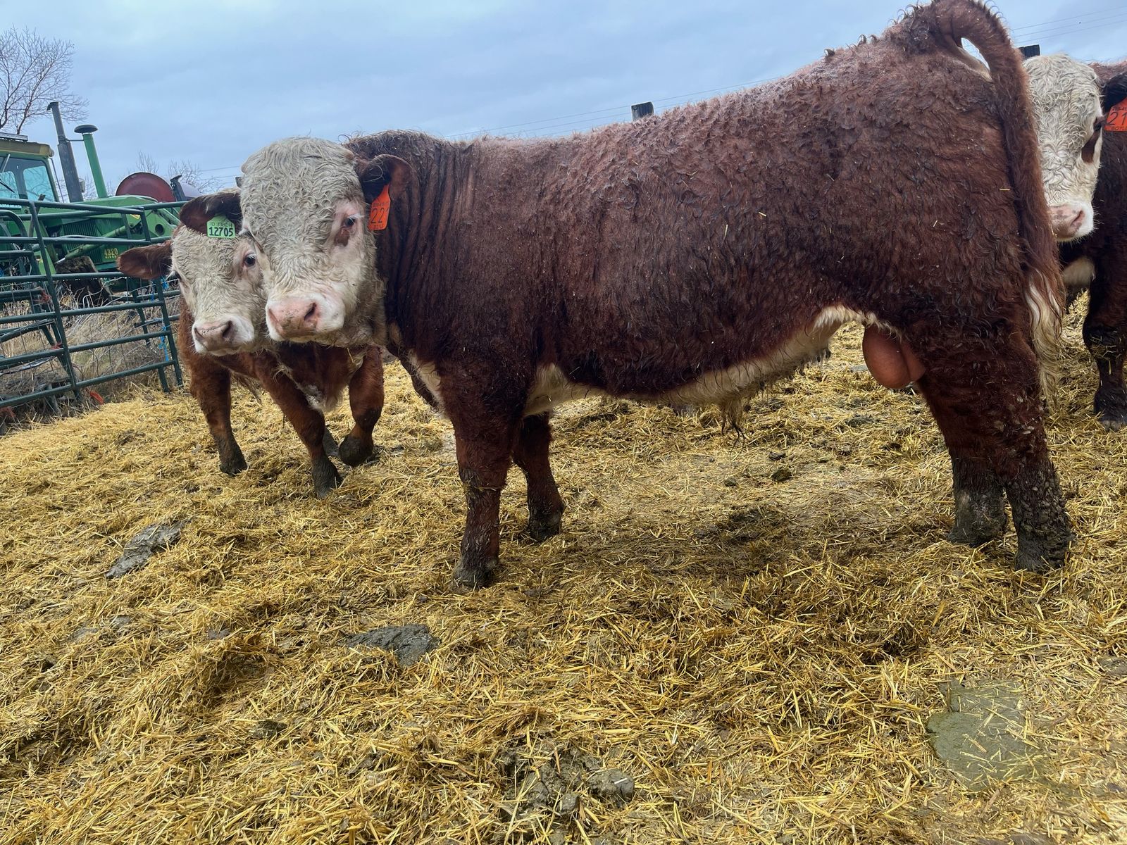 Polled Hereford Bulls