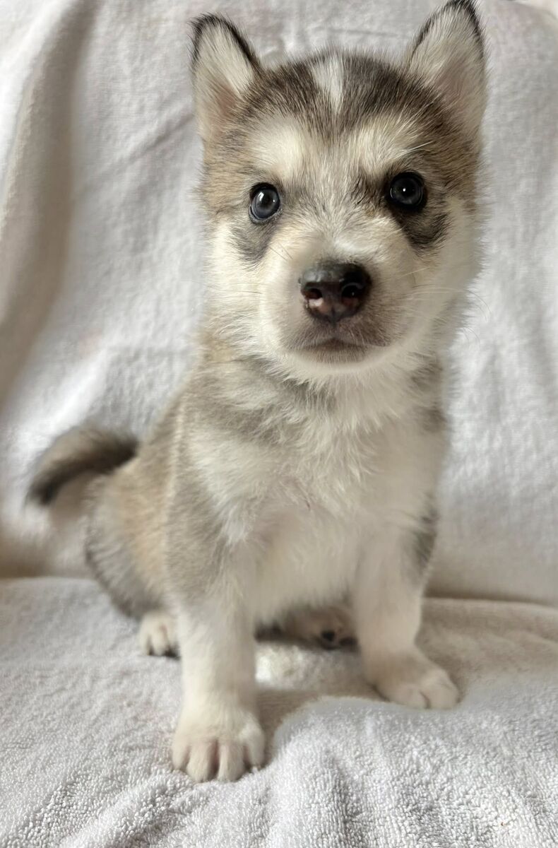Adorable Husky Malamute Puppies