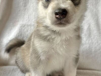 Adorable Husky Malamute Puppies