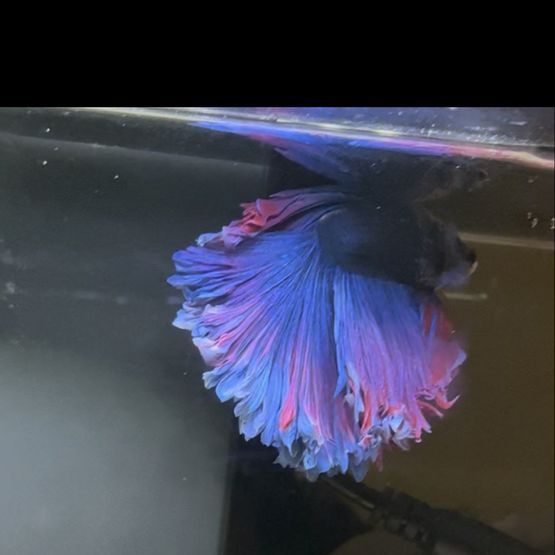 Rose fin betta