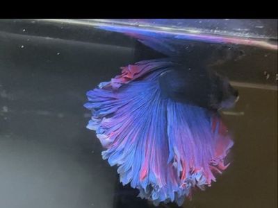 Rose fin betta