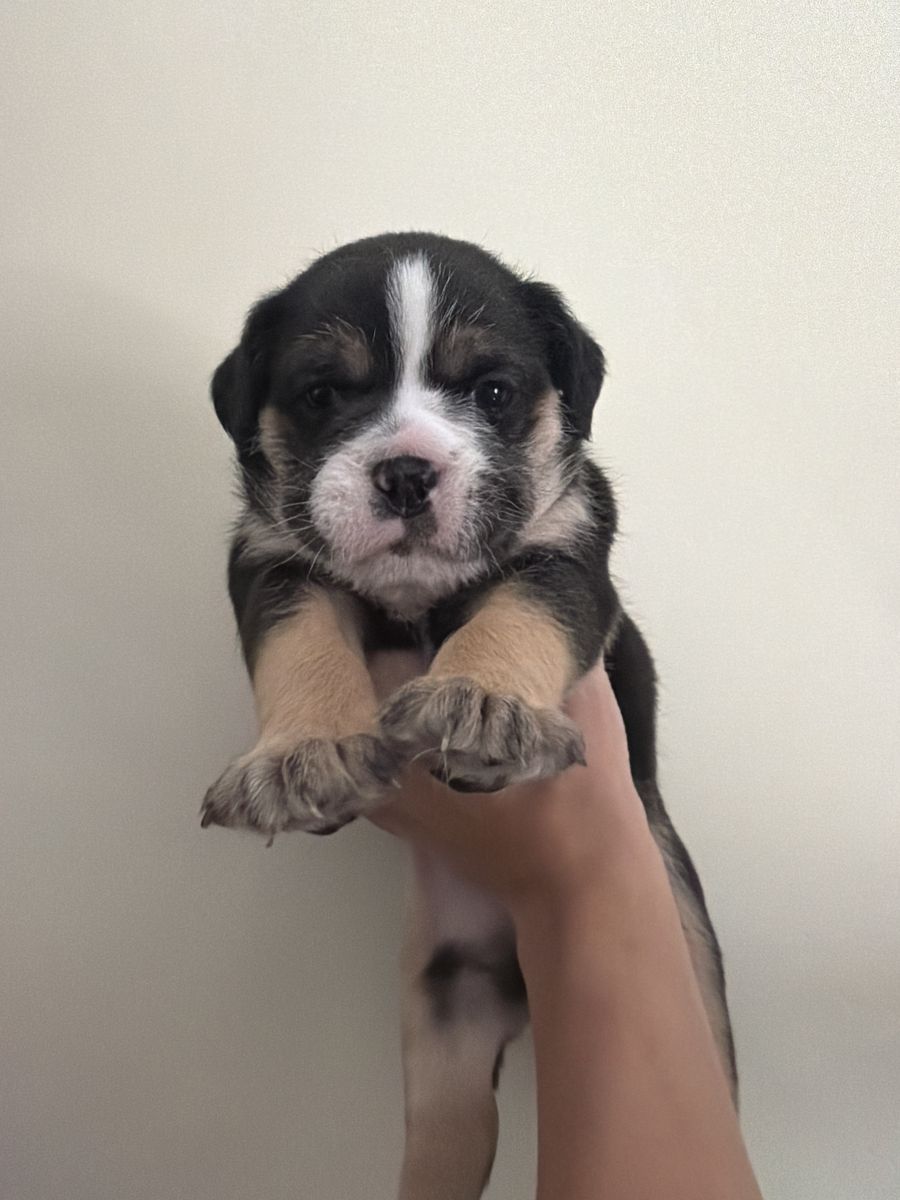 French, English bulldog girls!!!