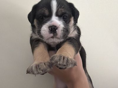 French, English bulldog girls!!!