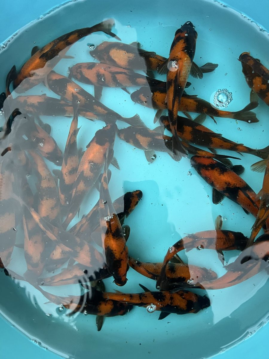 Hi Utsuri koi fish