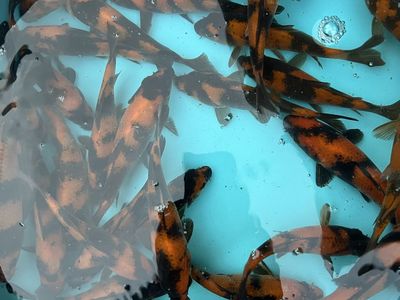 Hi Utsuri koi fish
