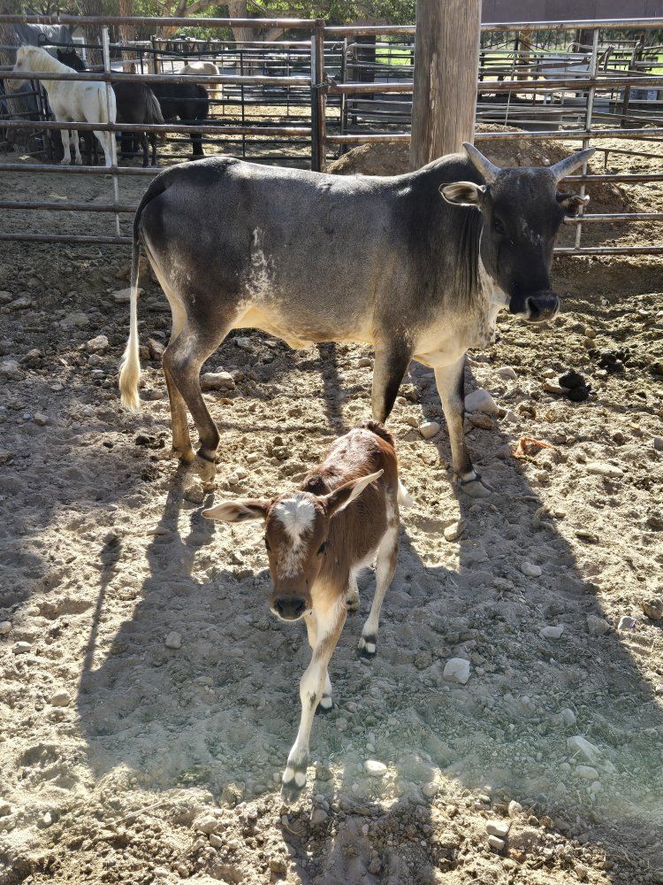 mini zebu cows