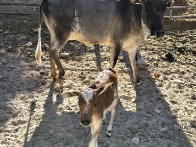 mini zebu cows