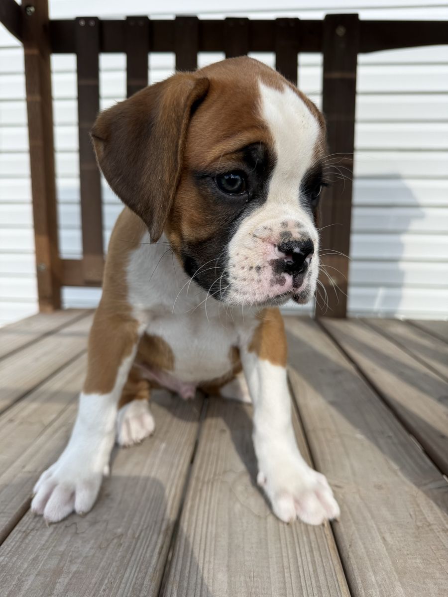 AKC boxer puppies