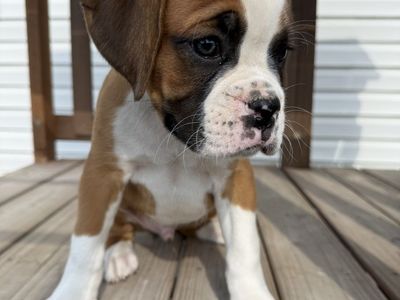 AKC boxer puppies