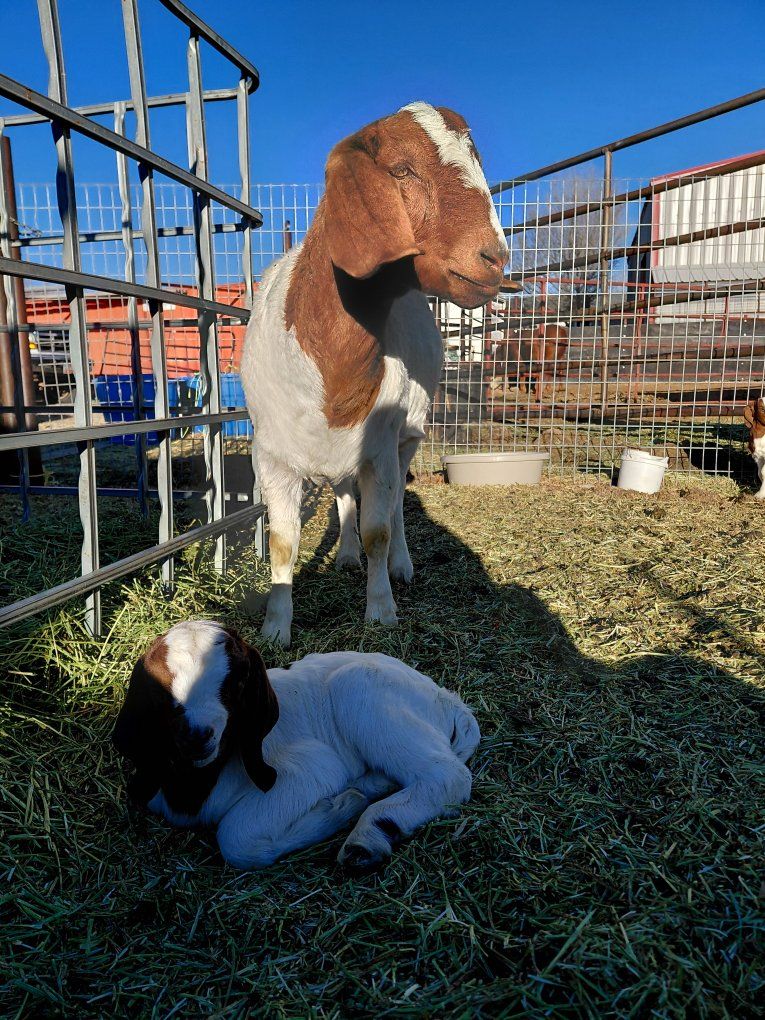 Boer Doe and Buckling
