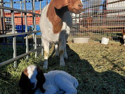 Boer Doe and Buckling