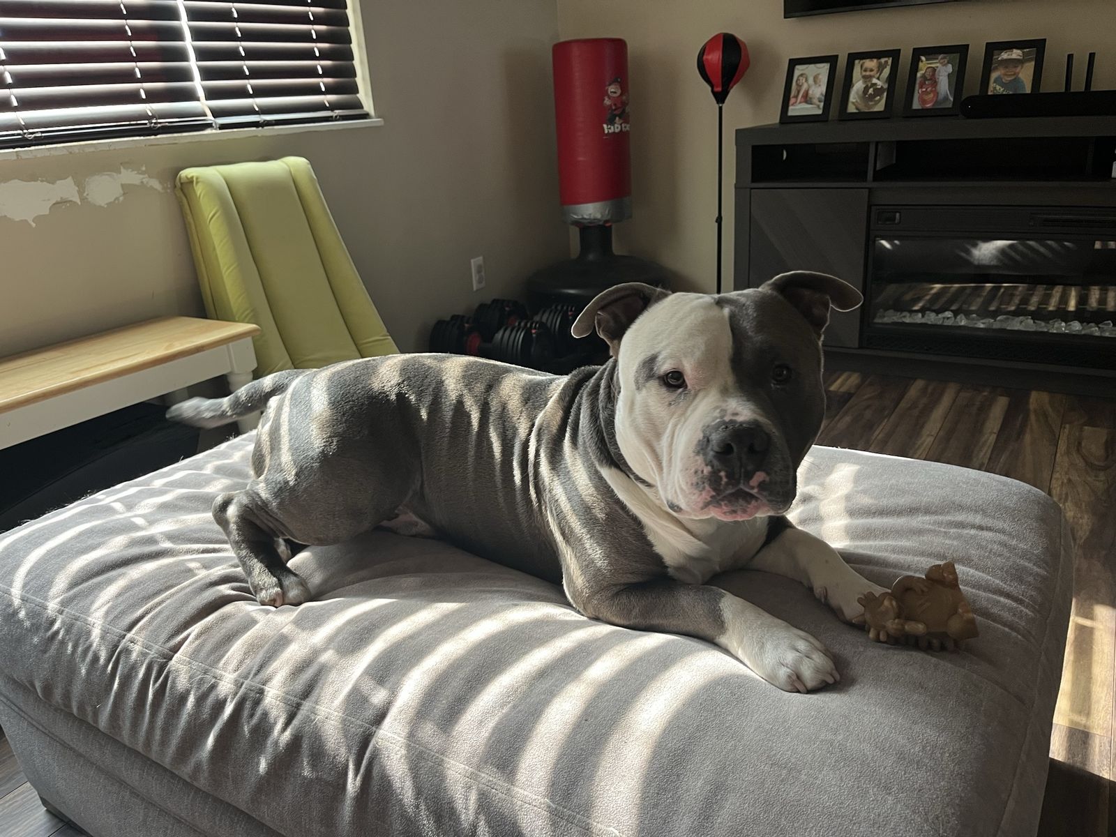 American Bully