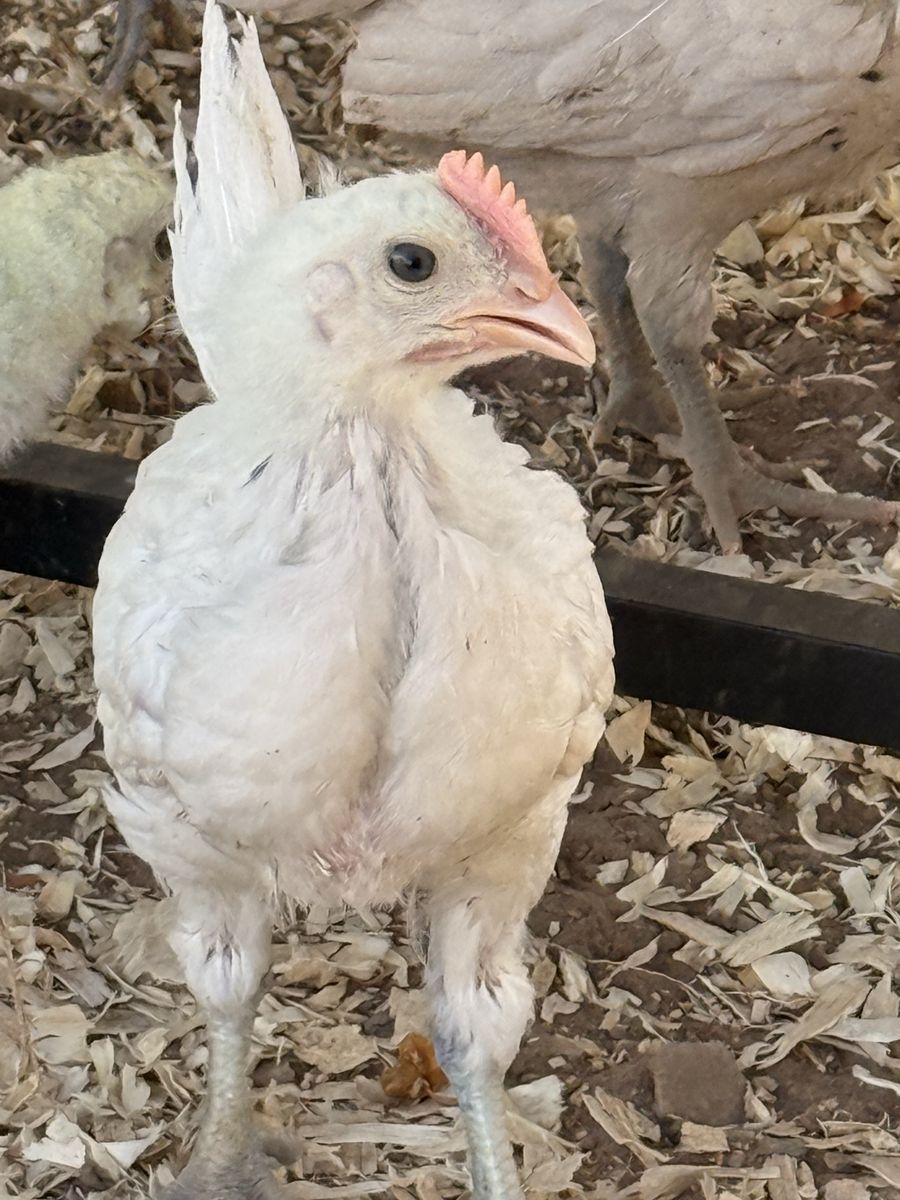 Zombie Roosters