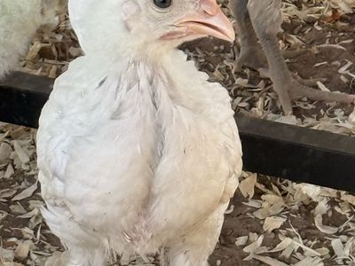 Zombie Roosters