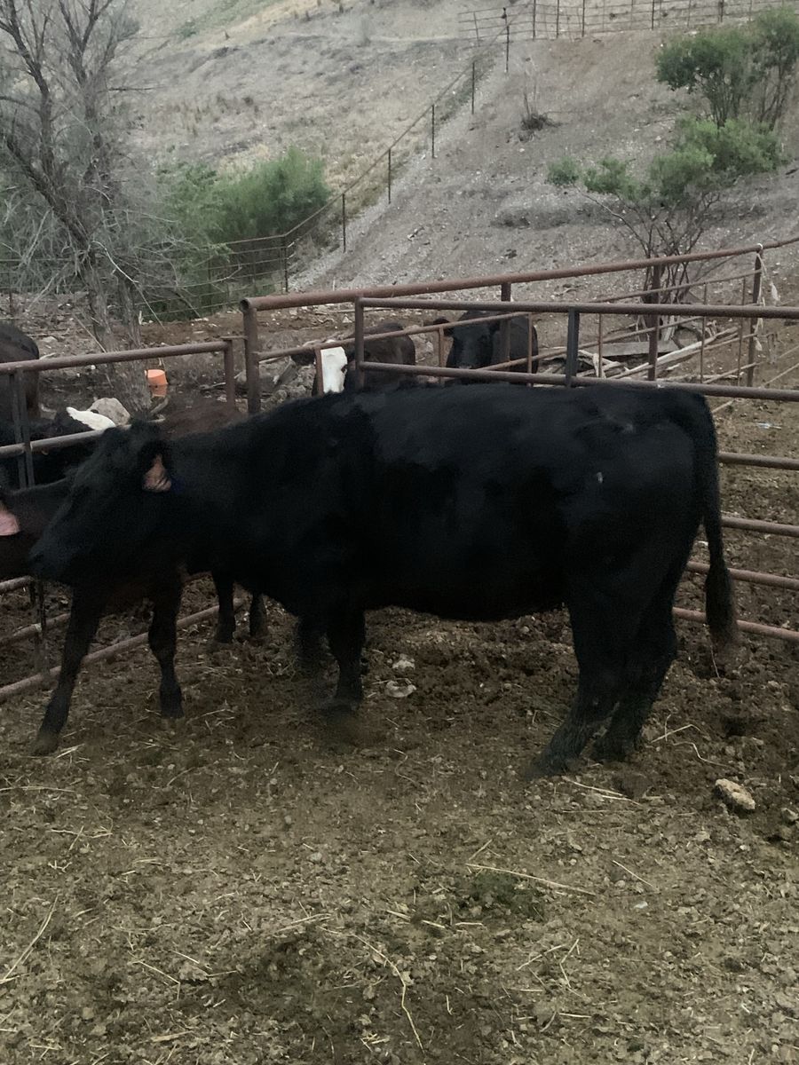 3 Year Old Black Angus Cow