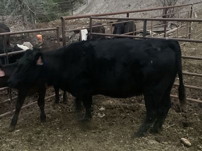 3 Year Old Black Angus Cow
