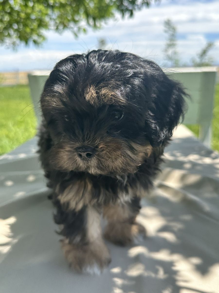 Adorable Shih-Poo Puppy - 3 female 1 male