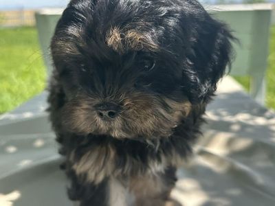Adorable Shih-Poo Puppy - 3 female 1 male