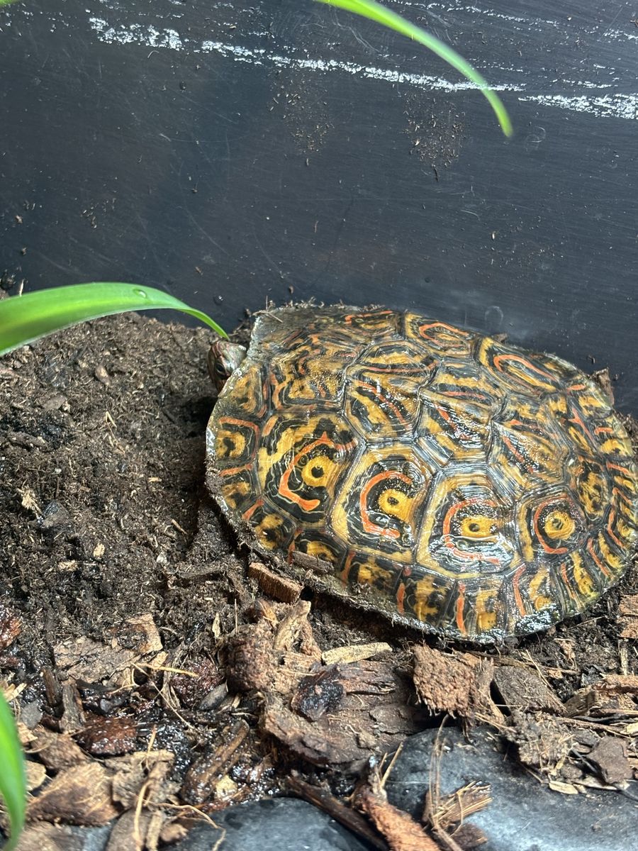 Ornate wood turtle. Captive bred.