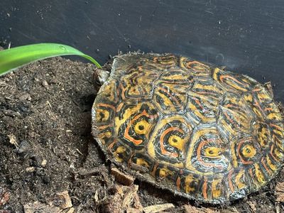 Ornate wood turtle. Captive bred.